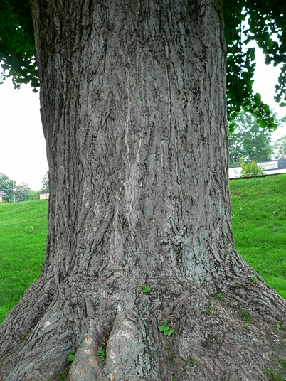 {Ginkgo biloba}